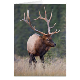 Rocky Mountain Elk