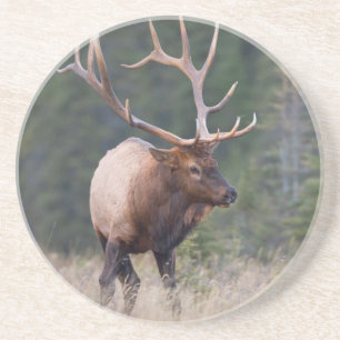Rocky Mountain Elk Coaster
