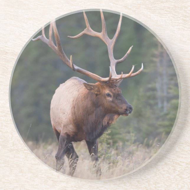 Rocky Mountain Elk Coaster (Front)