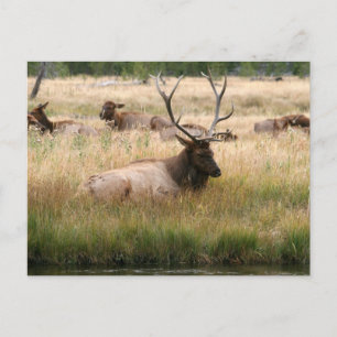 Rocky Mountain Elk in the Grass Postcard