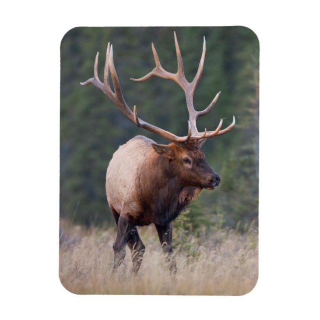 Rocky Mountain Elk Magnet (Vertical)