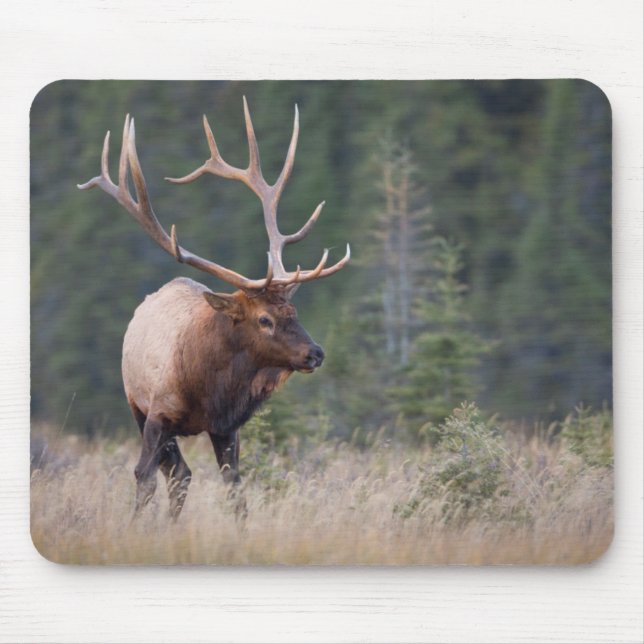 Rocky Mountain Elk Mouse Pad (Front)