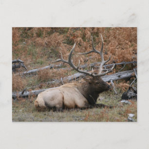 Rocky Mountain Elk Postcard