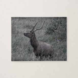Rocky Mountain Elk - RMNP - 8x10 - 110 pc Jigsaw Puzzle