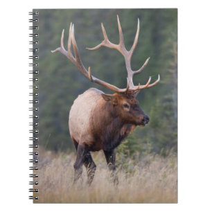 Rocky Mountain Elk Spiral Notebook