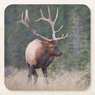 Rocky Mountain Elk Square Paper Coaster