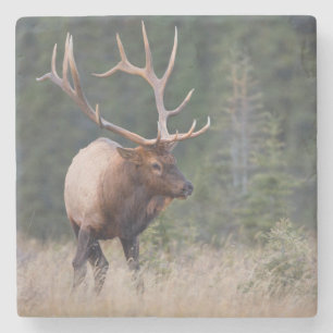 Rocky Mountain Elk Stone Coaster
