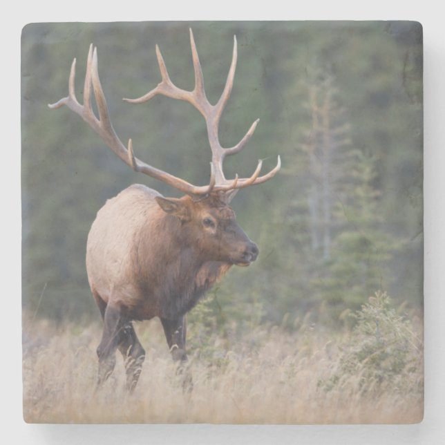 Rocky Mountain Elk Stone Coaster (Front)