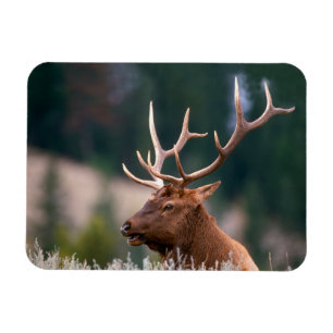 Rocky Mountain Elk Yellowstone National Park Magnet