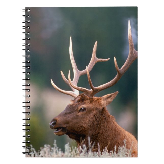Rocky Mountain Elk Yellowstone National Park Notebook (Front)
