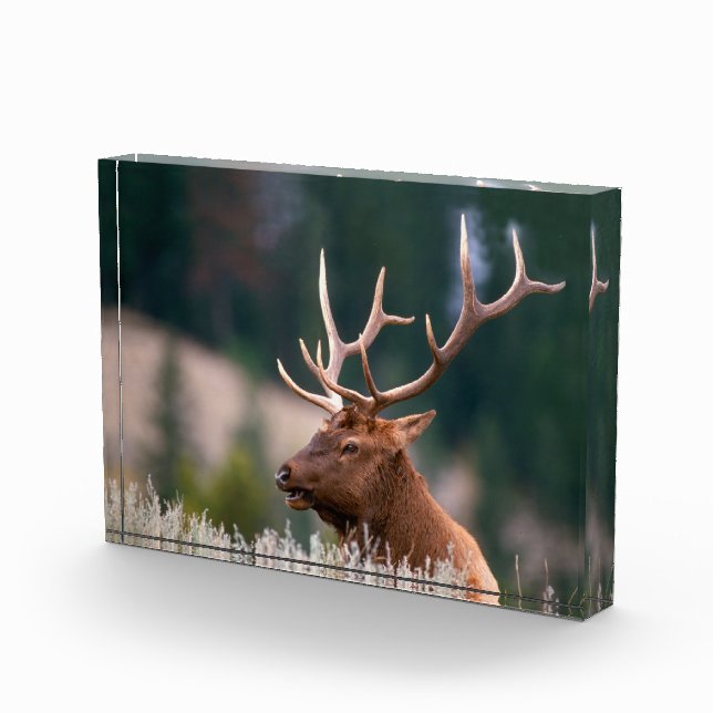 Rocky Mountain Elk Yellowstone National Park Photo Block (Right)