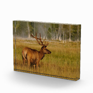 Rocky Mountain Elk Yellowstone National Park Photo Block