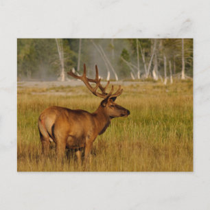 Rocky Mountain Elk Yellowstone National Park Postcard