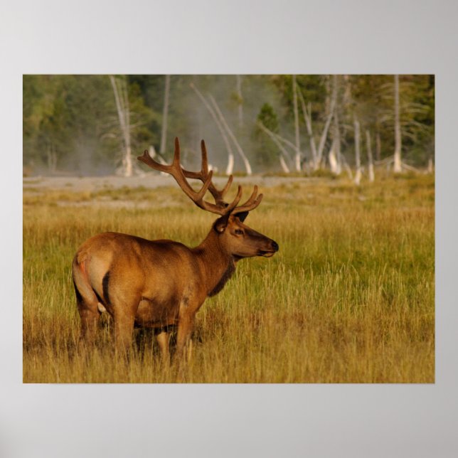 Rocky Mountain Elk | Yellowstone National Park Poster (Front)