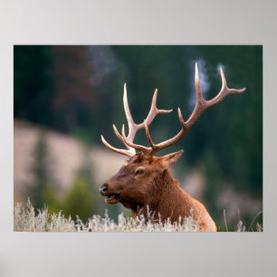 Rocky Mountain Elk Yellowstone National Park Poster