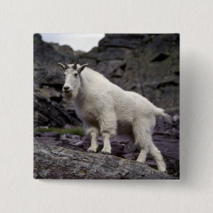 Rocky mountain goat 15 cm square badge