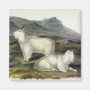 Rocky Mountain Goat (Capra Americana by Audubon Magnet