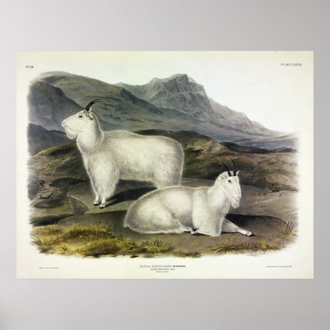 Rocky Mountain Goat (Capra Americana by Audubon Poster (Front)