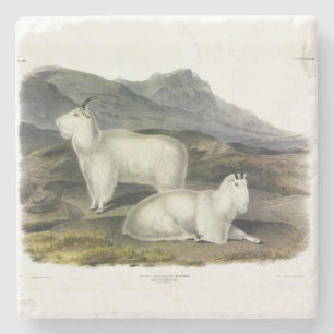 Rocky Mountain Goat (Capra Americana by Audubon Stone Coaster