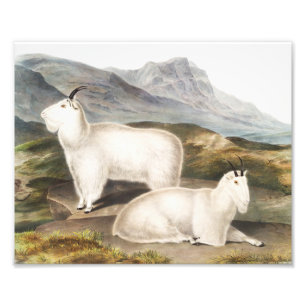 Rocky Mountain Goat (Capra Americana) Illustration Photo Print
