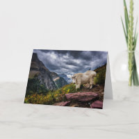 Rocky Mountain Goat