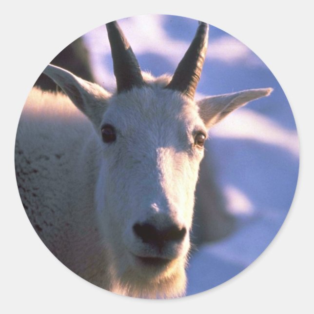 Rocky Mountain Goat Head Classic Round Sticker (Front)