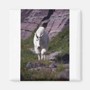 Rocky mountain goat magnet