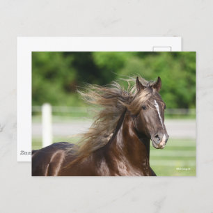 Rocky Mountain Horse Stallion Headshot Postcard