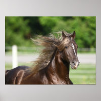 Rocky Mountain Horse Stallion Headshot
