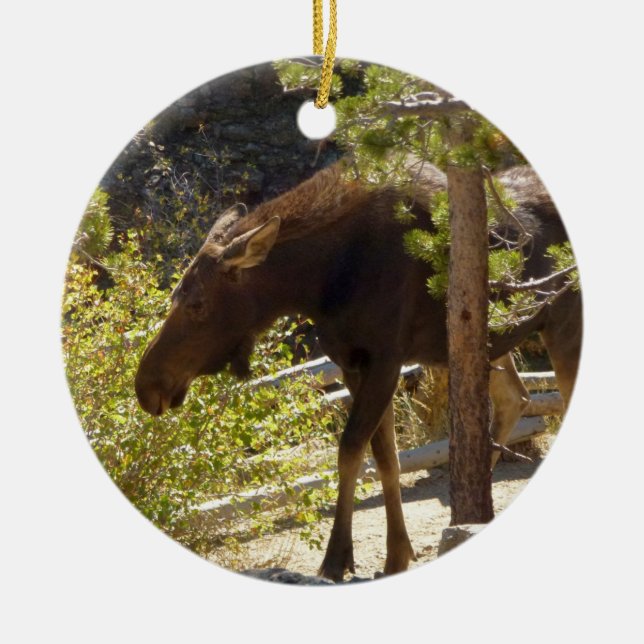 Rocky Mountain Moose Nature Photography Ceramic Tree Decoration (Front)