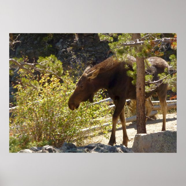 Rocky Mountain Moose Poster (Front)
