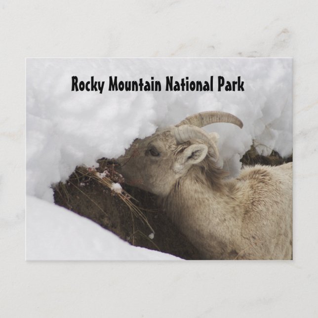 Rocky Mountain National Park Postcard (Front)