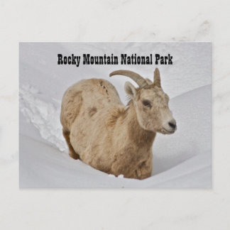 Rocky Mountain National Park Wildlife Postcard