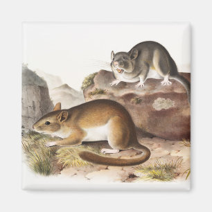 Rocky Mountain Neotoma Mouse (Neotoma Drummondii) Magnet