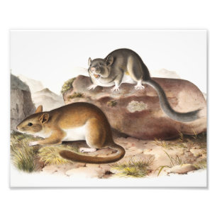 Rocky Mountain Neotoma Mouse (Neotoma Drummondii) Photo Print