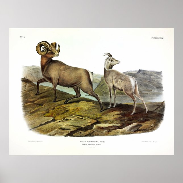 Rocky Mountain Sheep, Bighorn Sheep by Audubon Poster (Front)
