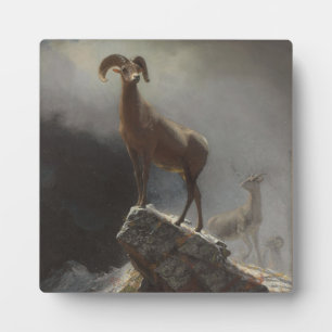 Rocky Mountain Sheep or Big Horn, Ovis, Montana, c Plaque