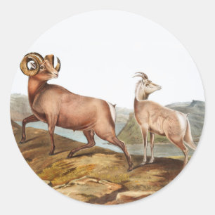 Rocky Mountain Sheep (Ovis montana) Illustration Classic Round Sticker