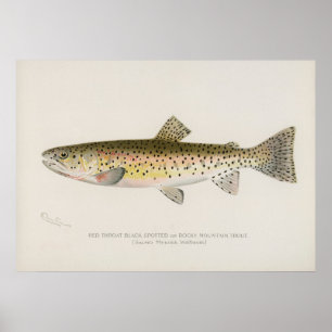 Rocky Mountain trout  fish vintage art Poster