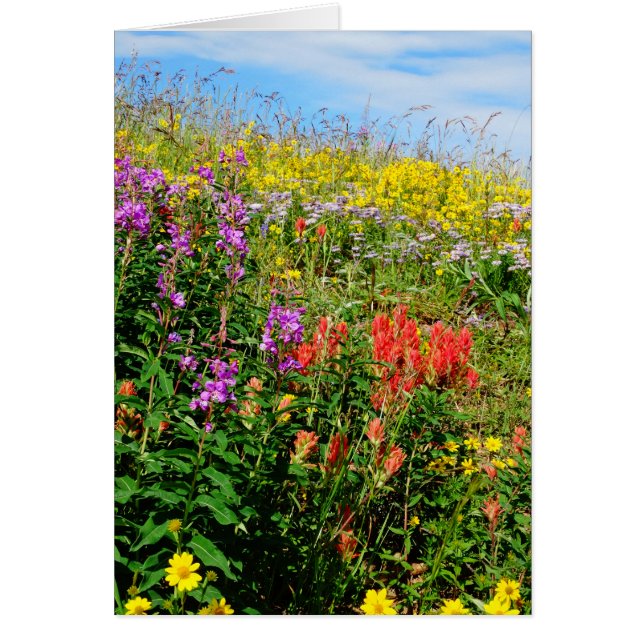 Rocky Mountain Wildflowers (Front)