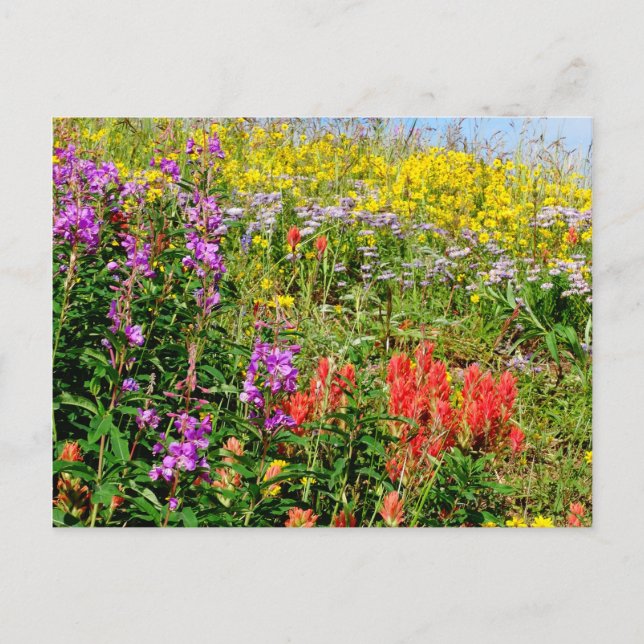 Rocky Mountain Wildflowers Postcard (Front)