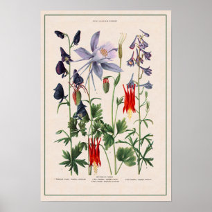 Rocky Mountain Wildflowers Poster