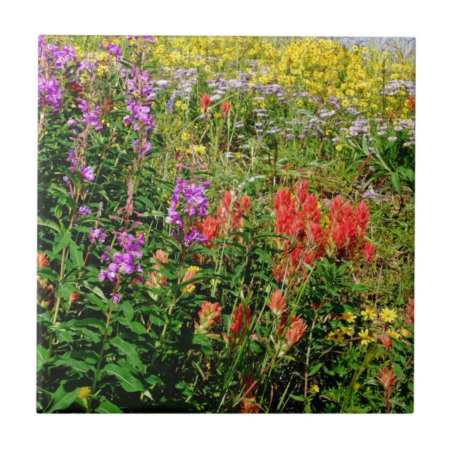Rocky Mountain Wildflowers Tile (Front)