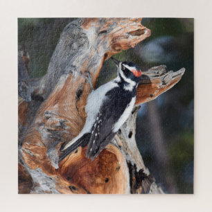Rocky Mountain Woodpecker - RMNP - 20x20 - 676 pc Jigsaw Puzzle