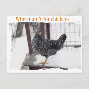 Rocky postcard