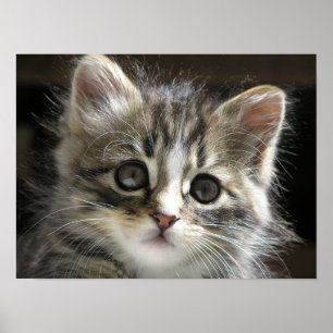 Rocky the Kitten Poster 2