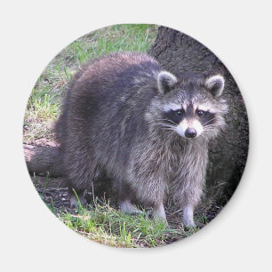 Rocky the Racoon Magnet