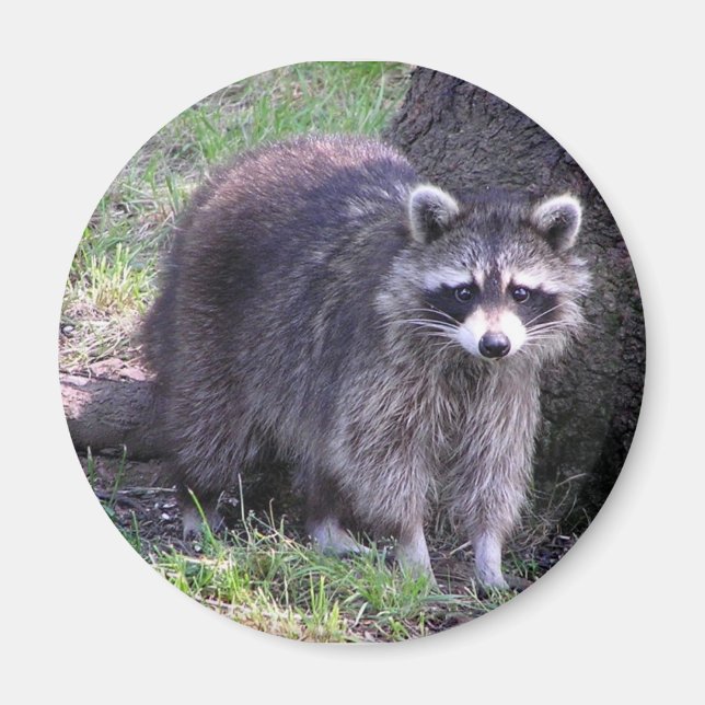 Rocky the Racoon Magnet (Front)