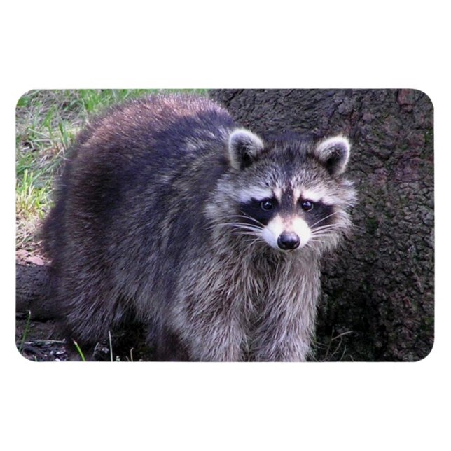 Rocky the Racoon Magnet (Horizontal)