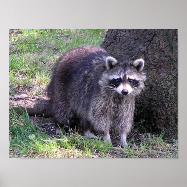 Rocky the Racoon Poster (Front)